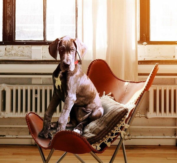 éducation canine dressage