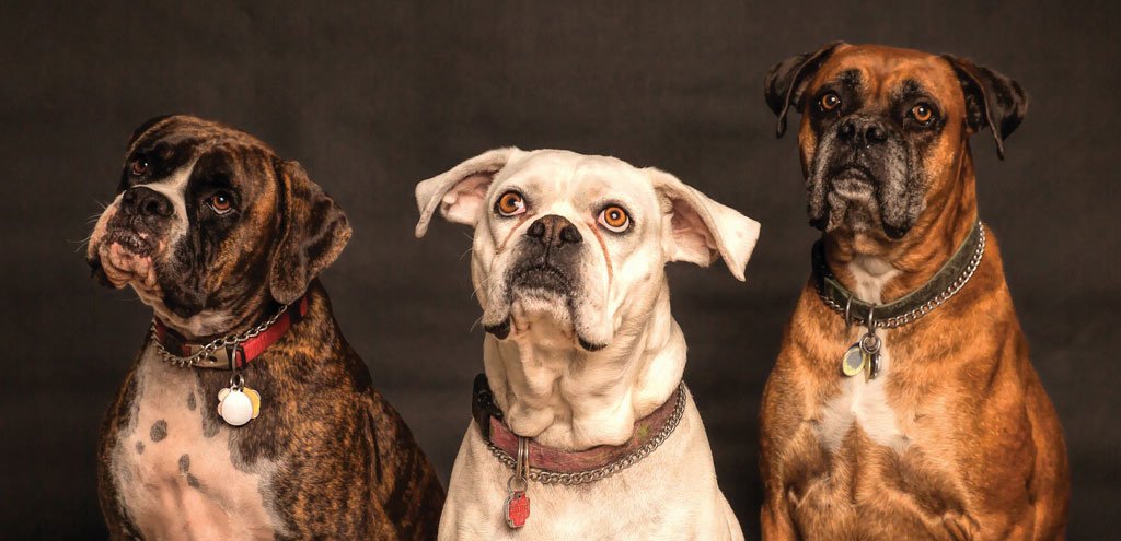 Éducation Canine Dresseur à domicile