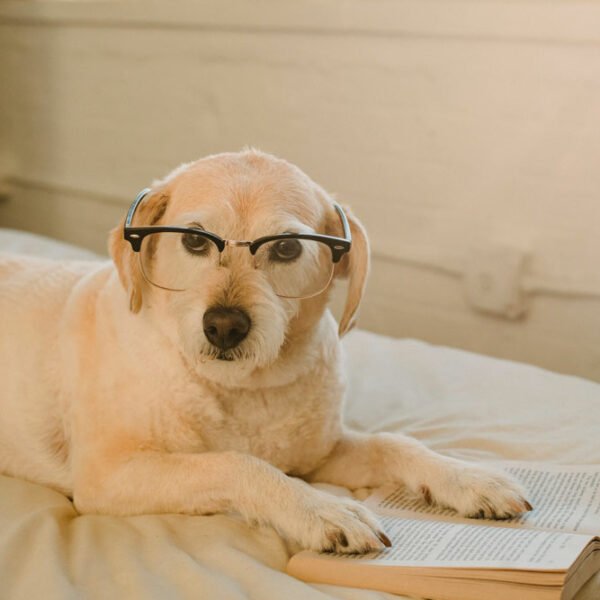 Éducation canine dressage