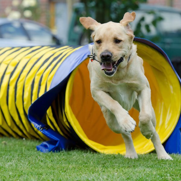 sports avec chien. Educateur dresseur canin