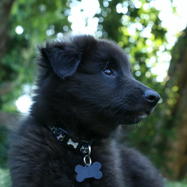 Éducation canine dressage