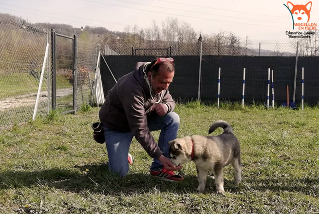 éducation canine dressage