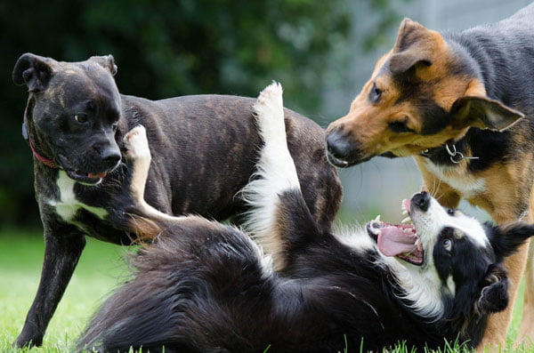 Éducation Canine Dressage chien 29 socialisation chien. Educateur dresseur canin
