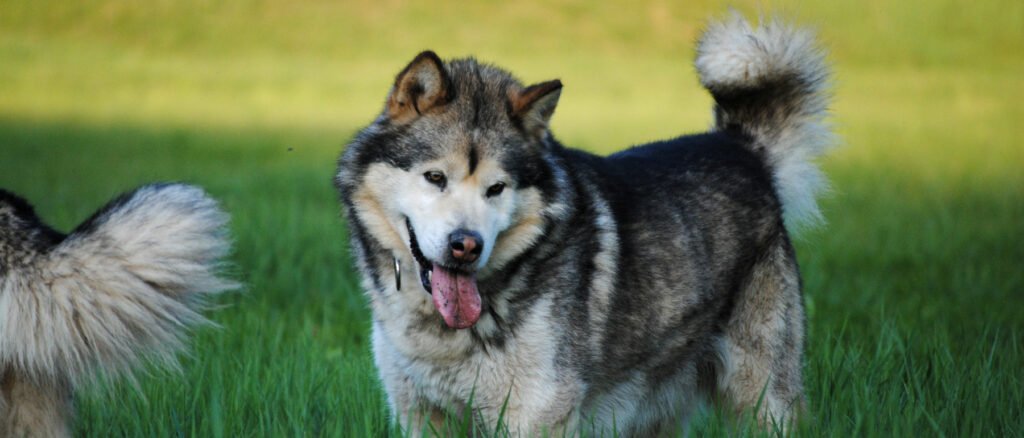 Élevage Malamute de l'Alaska