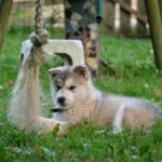 malamute d'Alaska de Magellan en Isère