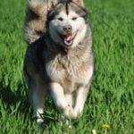 malamute d'Alaska de Magellan en Isère