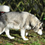 malamute d'Alaska de Magellan en Isère