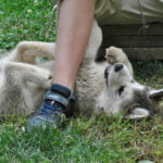 malamute d'Alaska de Magellan en Isère