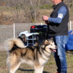 malamute d'Alaska de Magellan en Isère