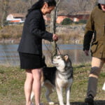 malamute d'Alaska de Magellan en Isère