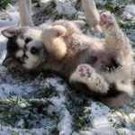chiot malamute d'Alaska