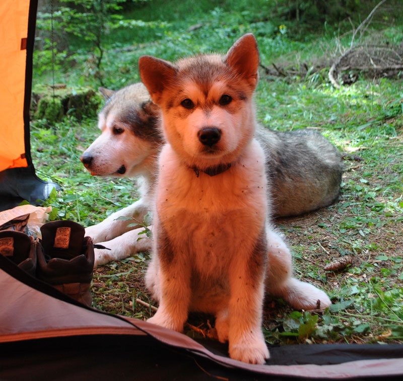 Élevage Malamute de l'Alaska