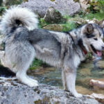 malamute d'Alaska de Magellan en Isère