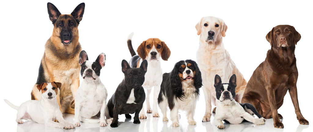 Balade Canine École Chiot 5 Balades Collectives École Chiot