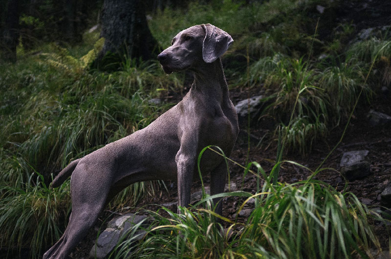 Éducation Canine Dressage chien à domicile