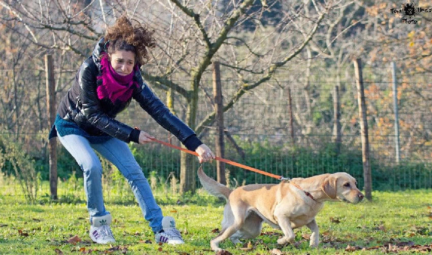 Chien : lui apprendre à marcher en laisse