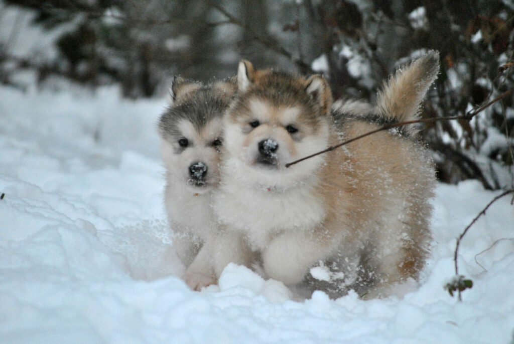 chiot malamute