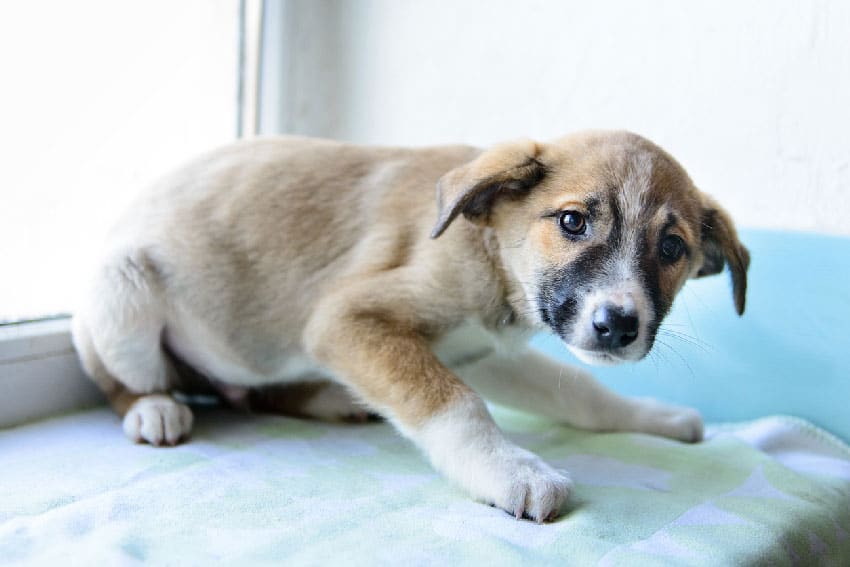 expérience traumatique chez le chiot