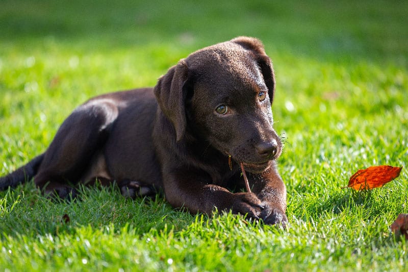 Lire la suite à propos de l’article 1#L’imprégnation du chiot. Une période à ne pas rater