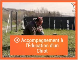 l'imprégnation du chiot. Une période à ne pas rater