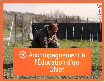 Accompagnement à l'éducation d'un chiot 