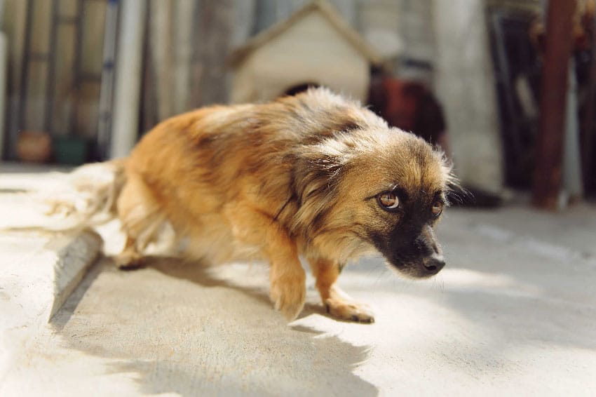 You are currently viewing 2# Comment réparer une expérience traumatique chez le chiot ?