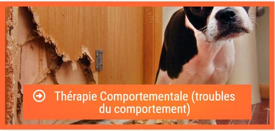 réparer une expérience traumatique chez le chiot