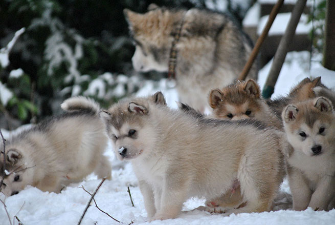 Élevage malamute de l'Alaska