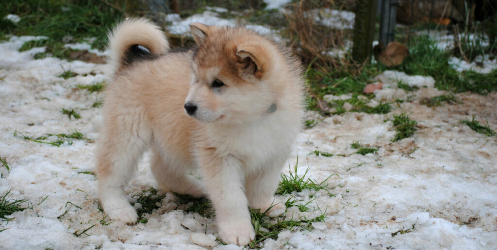 Portée chiot malamute 2023