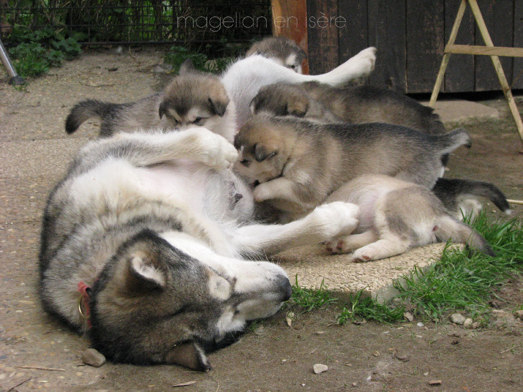 Chiots Malamute de l'Alaska