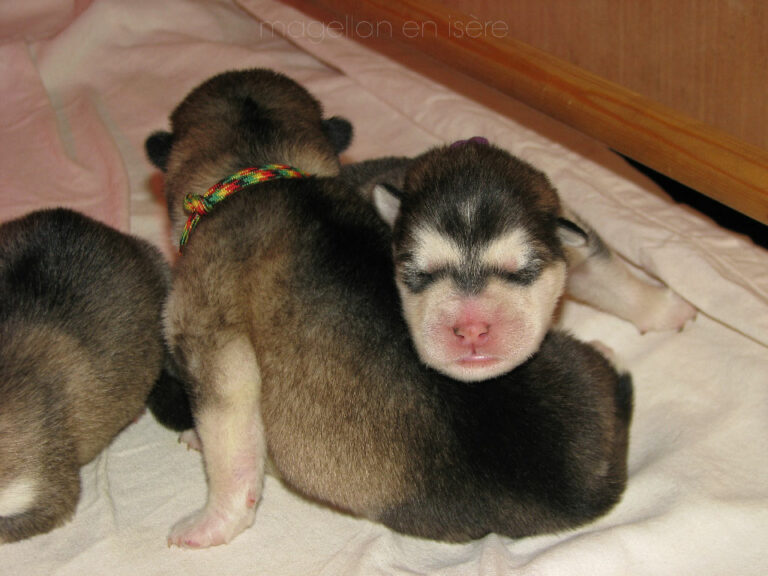 malamute chiot 2023