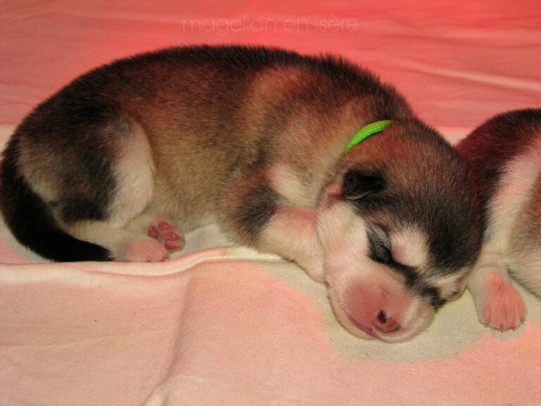 malamute chiot 2023