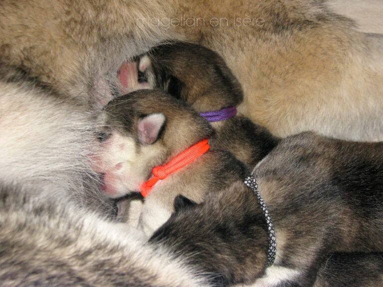 malamute chiot 2023