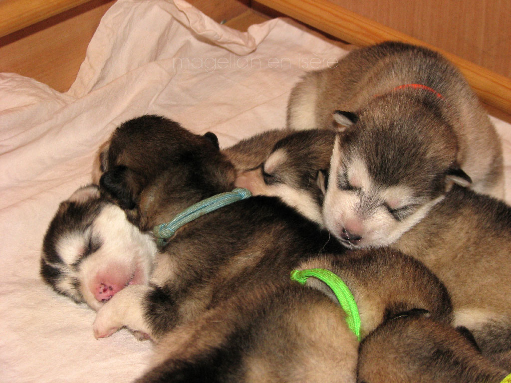 Chiots Malamute de l'Alaska