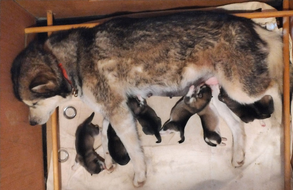 Portée 2023 chiot malamute de l'Alaska 51 Malamute portée 2023