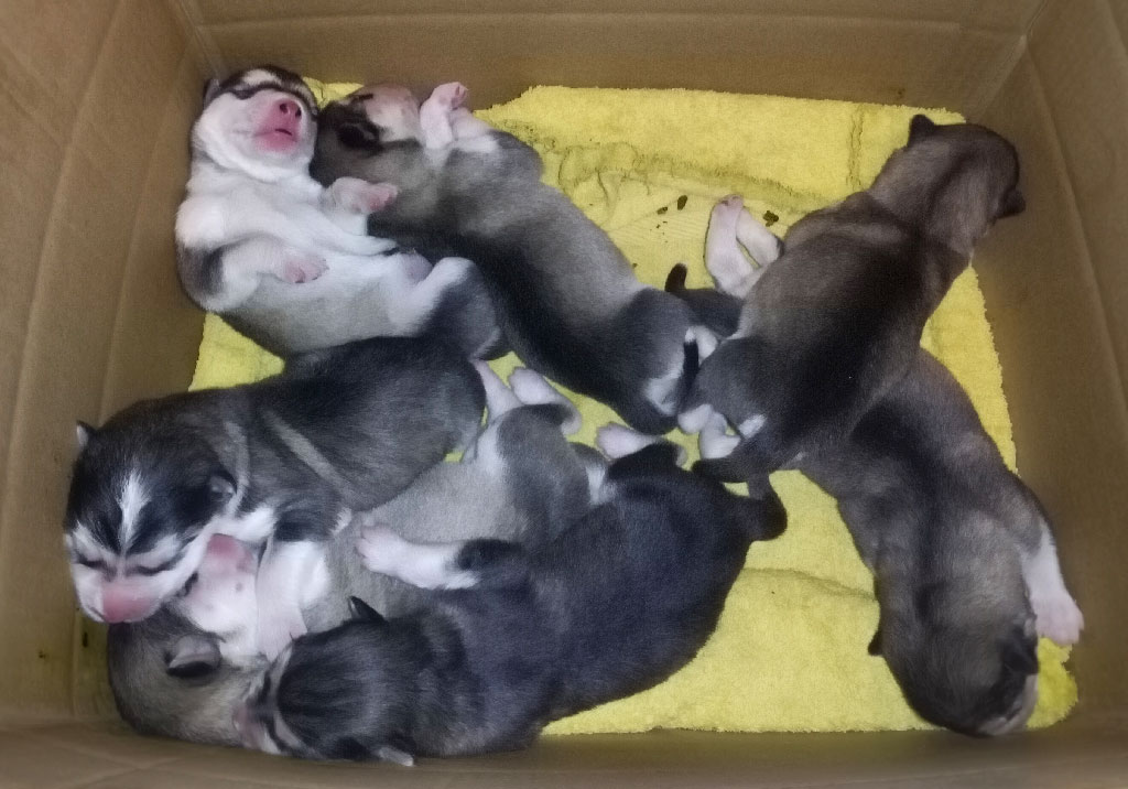 Portée 2023 chiot malamute de l'Alaska 52 élevage malamute 2023
