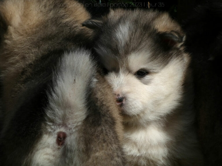 Portée 2024 Malamute de l'Alaska