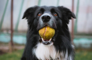 Lire la suite à propos de l’article 5 conseils pour prévenir la Protection des ressources chez le chien