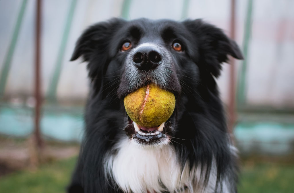 You are currently viewing 5 conseils pour prévenir la Protection des ressources chez le chien