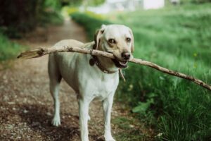 Lire la suite à propos de l’article 5 conseils pour éduquer un chiot au « Suivi Naturel »