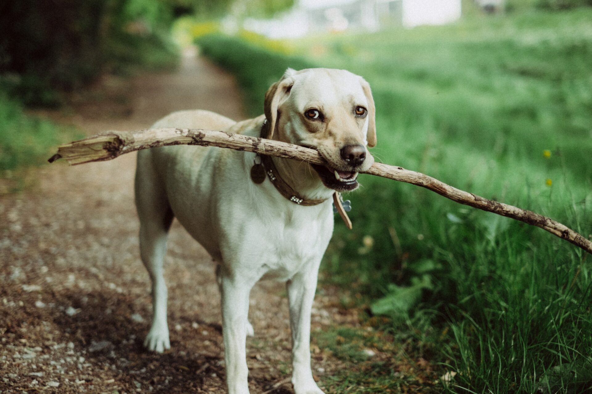 Lire la suite à propos de l’article 5 conseils pour éduquer un chiot au « Suivi Naturel »