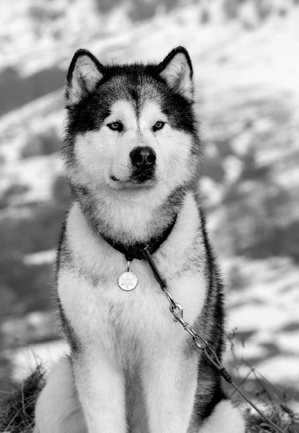 Élevage malamute portée 2024. Amarok, père de la portée