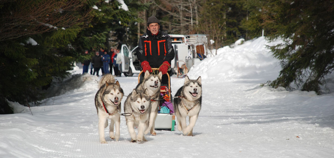 Élevage malamute portée 2024