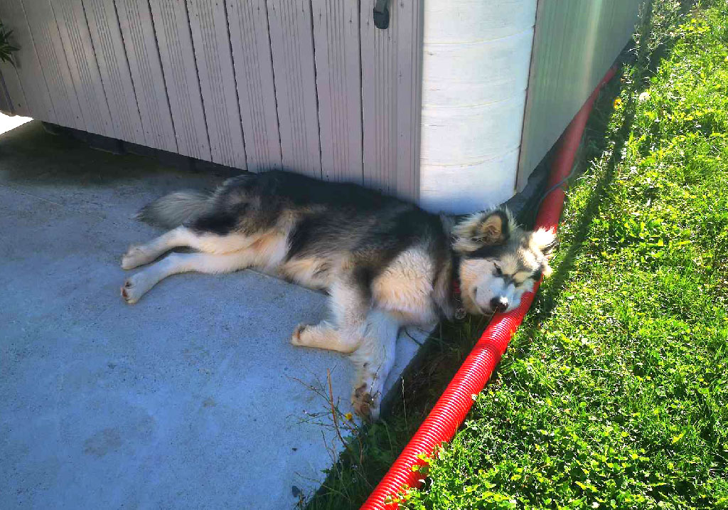 Lire la suite à propos de l’article La douce adolescence: chien destructeur