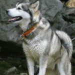 Malamute de l'Alaska, portrait Suyai