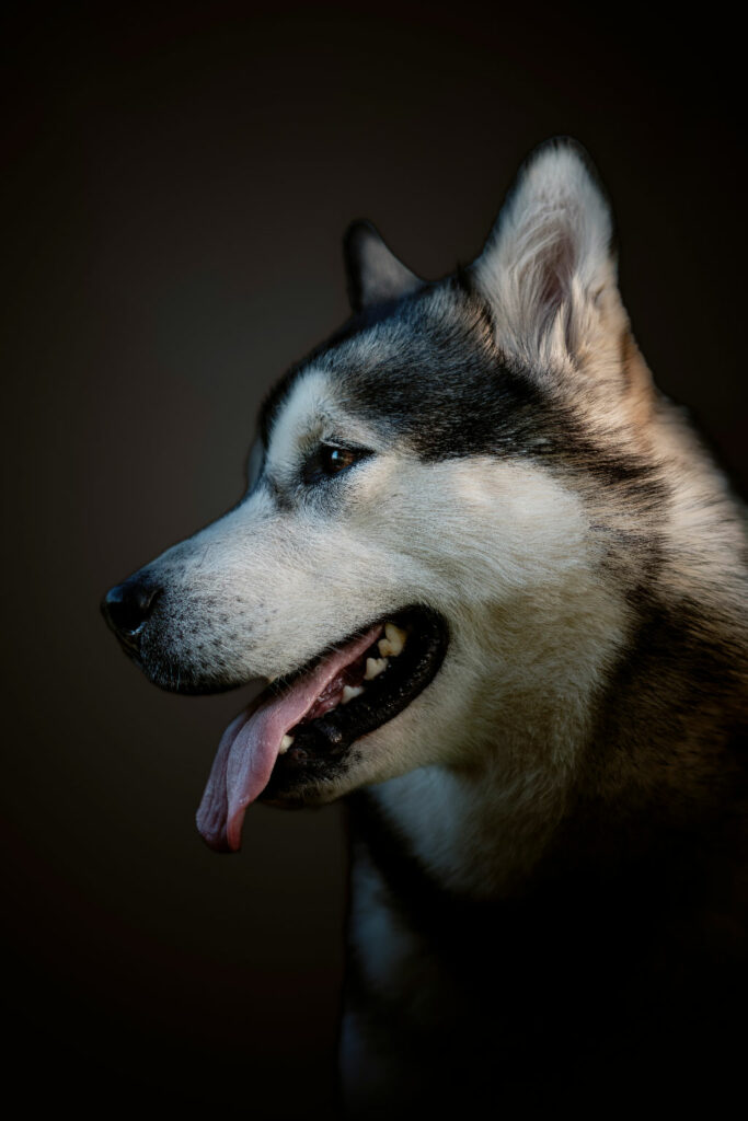 Élevage Malamute de l'Alaska Magellan en Isère - Suyaï des Grandes Terres (Photo: Darkroom Gallery)