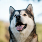 Élevage Malamute de l'Alaska Magellan en Isère - Suyaï des Grandes Terres (Photo: Darkroom Gallery)