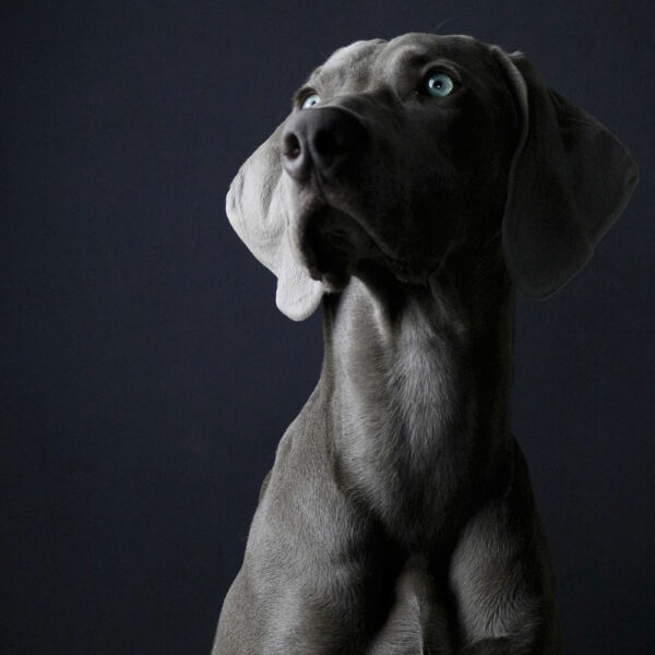 Évaluation chien à domicile