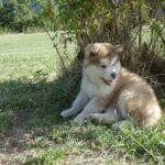 Malamute portée 2024