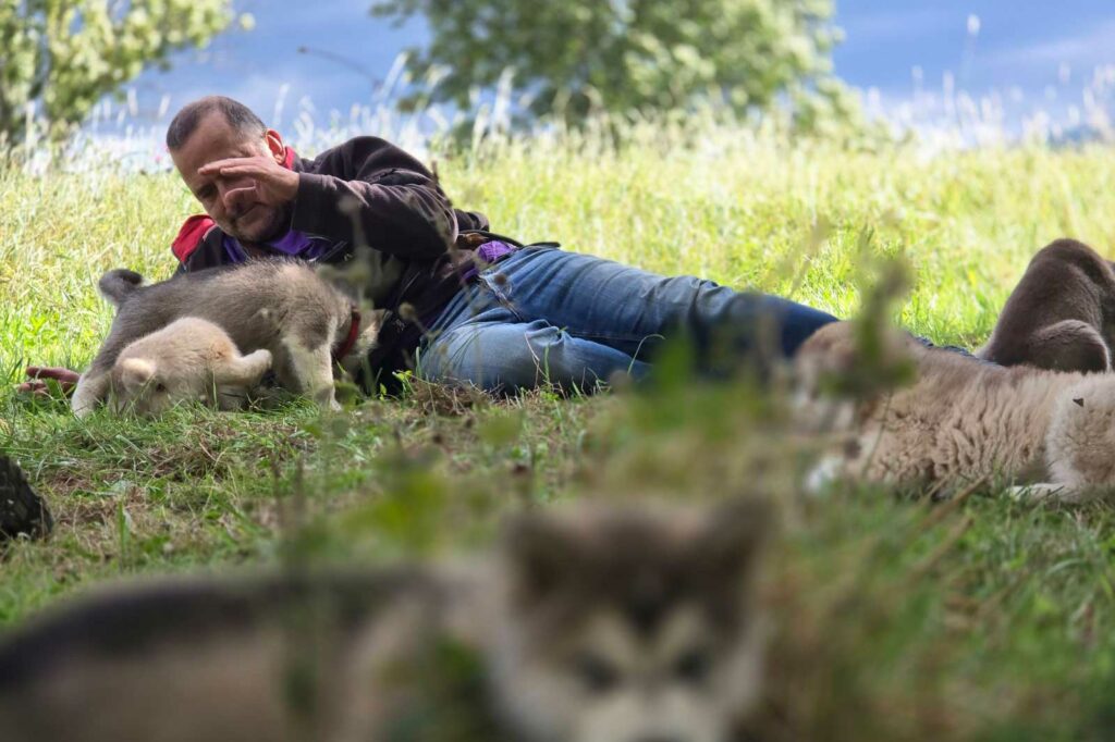 Educateur canin Elevage Malamute Alaska